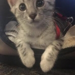 Wadi, silver Egyptian Mau, Male DOB 3-13-16