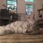 Wadi, silver Egyptian Mau, Male DOB 3-13-16