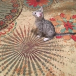 Wadi, silver Egyptian Mau, Male DOB 3-13-16