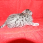 Wadi, silver Egyptian Mau, Male DOB 3-13-16