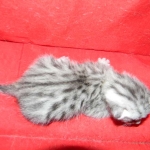 Wadi, silver Egyptian Mau, Male DOB 3-13-16