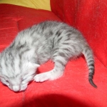 Wadi, silver Egyptian Mau, Male DOB 3-13-16