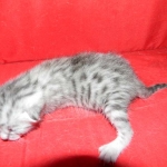 Wadi, silver Egyptian Mau, Male DOB 3-13-16