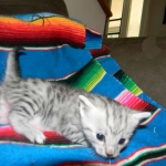 Wadi, silver Egyptian Mau, Male DOB 3-13-16