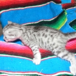 Wadi, silver Egyptian Mau, Male DOB 3-13-16