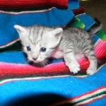 Wadi, silver Egyptian Mau, Male DOB 3-13-16