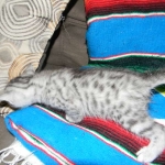 Wadi, silver Egyptian Mau, Male DOB 3-13-16
