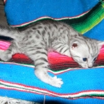 Wadi, silver Egyptian Mau, Male DOB 3-13-16
