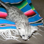 Wadi, silver Egyptian Mau, Male DOB 3-13-16