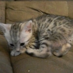 Wadi, silver Egyptian Mau, Male DOB 3-13-16