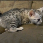 Wadi, silver Egyptian Mau, Male DOB 3-13-16