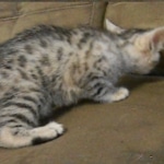 Wadi, silver Egyptian Mau, Male DOB 3-13-16