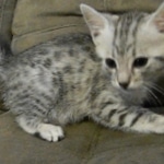 Wadi, silver Egyptian Mau, Male DOB 3-13-16