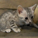 Wadi, silver Egyptian Mau, Male DOB 3-13-16