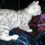Wadi, silver Egyptian Mau, Male DOB 3-13-16