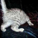 Wadi, silver Egyptian Mau, Male DOB 3-13-16