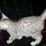 Wadi, silver Egyptian Mau, Male DOB 3-13-16