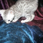 Wadi, silver Egyptian Mau, Male DOB 3-13-16