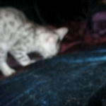 Wadi, silver Egyptian Mau, Male DOB 3-13-16