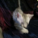 Wadi, silver Egyptian Mau, Male DOB 3-13-16