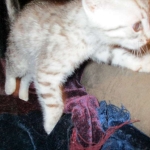 Wadi, silver Egyptian Mau, Male DOB 3-13-16