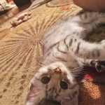 Wadi, silver Egyptian Mau, Male DOB 3-13-16