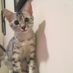 Wadi, silver Egyptian Mau, Male DOB 3-13-16)