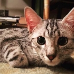 Wadi, silver Egyptian Mau, Male DOB 3-13-16