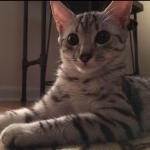 Wadi, silver Egyptian Mau, Male DOB 3-13-16