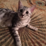Wadi, silver Egyptian Mau, Male DOB 3-13-16