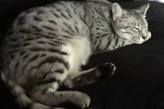 Amun-Ra Egyptain Mau silver Male DOB 8-17-14