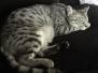 Amun-Ra Egyptain Mau silver Male DOB 8-17-14