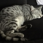 12417920_10153144296681467_1720938666410744694_n