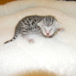 Mau Silver Male Zena DOB 8-17-14 008-800