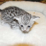 Mau Silver Male Zena DOB 8-17-14 010-800