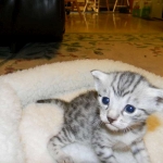 Mau Silver Male Zena DOB 8-17-14 014-800