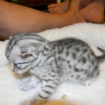 Mau Silver Male Zena DOB 8-17-14 015-800