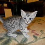 Mau Silver Male Zena DOB 8-17-14 016-800