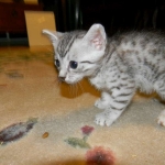 Mau Silver Male Zena DOB 8-17-14 018-800