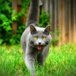 Nika hunting