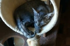 Anubus Smoke Egyptian Mau Male DOB 6-12-22