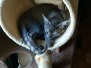 Anubus Smoke Egyptian Mau Male DOB 6-12-22