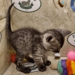 Anubis Mau smoke male DOB 6-12-2