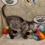 Anubis Mau smoke male DOB 6-12-2