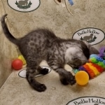 Anubis Mau smoke male DOB 6-12-2