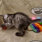 Anubis Mau smoke male DOB 6-12-2