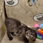 Anubis Mau smoke male DOB 6-12-2