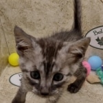 Anubis Mau smoke male DOB 6-12-2