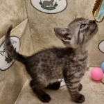 Anubis Mau smoke male DOB 6-12-2