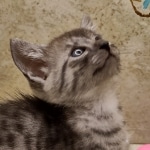 Anubis Mau smoke male DOB 6-12-2